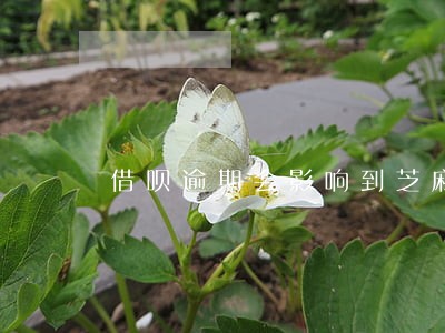 借呗逾期会影响到芝麻信用吗 借呗逾期会影响到芝麻信用吗