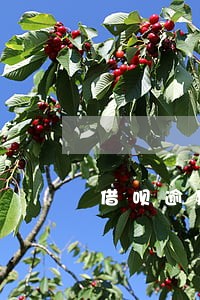 借呗逾期会影响原有的信用卡吗 借呗逾期会影响原有的信用卡吗