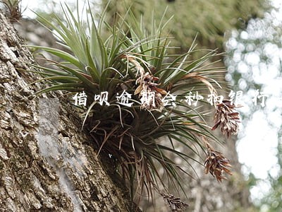 借呗逾期会秒扣银行卡的钱吗 借呗逾期会秒扣银行卡的钱吗