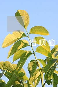 借呗逾期会进银行黑名单么 借呗逾期会进银行黑名单么