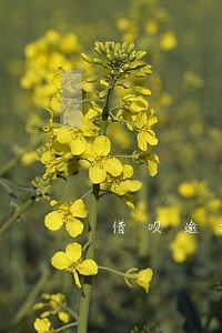 借呗逾期信用分下降 借呗逾期信用分下降