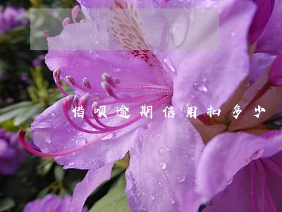 借呗逾期信用扣多少 借呗逾期信用扣多少