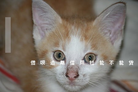 借呗逾期信用社能不能贷款 借呗逾期信用社能不能贷款