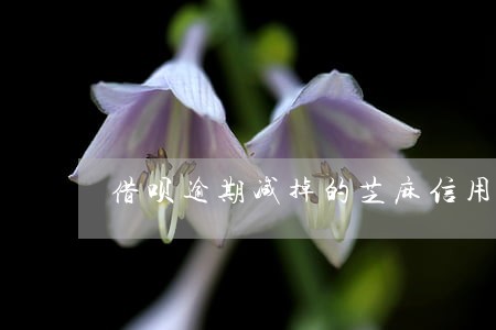 借呗逾期减掉的芝麻信用分 借呗逾期减掉的芝麻信用分
