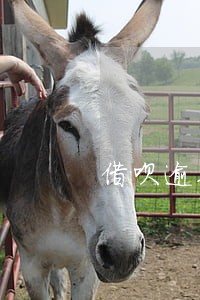 借呗逾期利息一下子涨3千多 借呗逾期利息一下子涨3千多