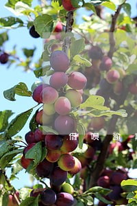 借呗逾期办信用卡 借呗逾期办信用卡