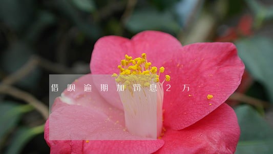 借呗逾期加罚息2万 借呗逾期加罚息2万