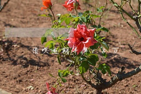 借呗逾期半年16万 借呗逾期半年16万