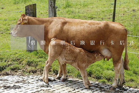 借呗逾期后换银行卡后还会秒扣吗 借呗逾期后换银行卡后还会秒扣吗