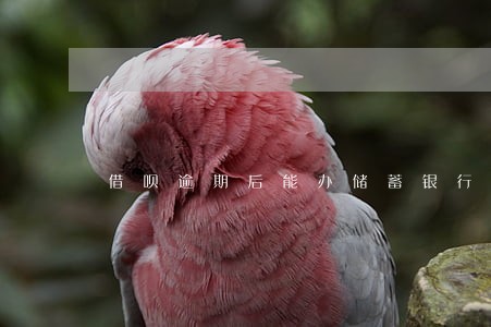 借呗逾期后能办储蓄银行卡吗 借呗逾期后能办储蓄银行卡吗