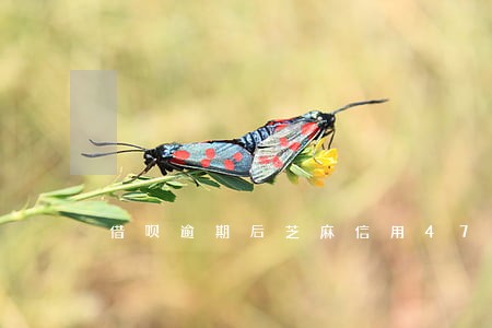 借呗逾期后芝麻信用473 借呗逾期后芝麻信用473