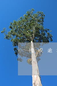借呗逾期后芝麻信用还能涨吗