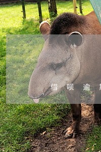 借呗逾期和信用卡逾期哪个严重 借呗逾期和信用卡逾期哪个严重