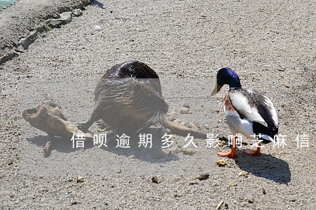 借呗逾期多久影响芝麻信用 借呗逾期多久影响芝麻信用