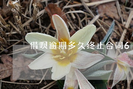 借呗逾期多久终止合同6