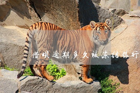 借呗逾期多久被冻结银行卡 借呗逾期多久被冻结银行卡