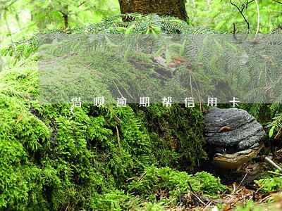 借呗逾期帮信用卡 借呗逾期帮信用卡