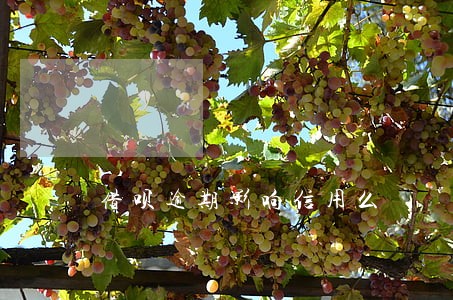 借呗逾期影响信用么 借呗逾期影响信用么