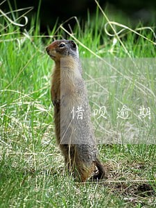 借呗逾期打银行流水会显示吗 借呗逾期打银行流水会显示吗