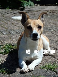 借呗逾期收到的短信3天内还清 借呗逾期收到的短信3天内还清