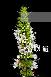 借呗逾期无信用额度 借呗逾期无信用额度