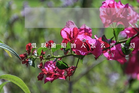 借呗逾期的人怎么汽车贷款 借呗逾期的人怎么汽车贷款