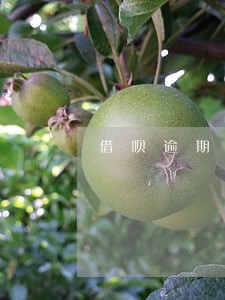借呗逾期网贷能下款吗 借呗逾期网贷能下款吗
