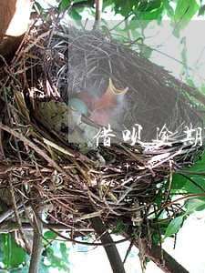 借呗逾期芝麻信用分没降什么原因 借呗逾期芝麻信用分没降什么原因