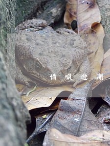 借呗逾期芝麻分下降100分 借呗逾期芝麻分下降100分