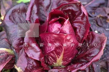 借呗逾期芝麻分降100 借呗逾期芝麻分降100