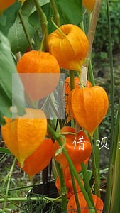 借呗逾期要求全款归还6 借呗逾期要求全款归还6