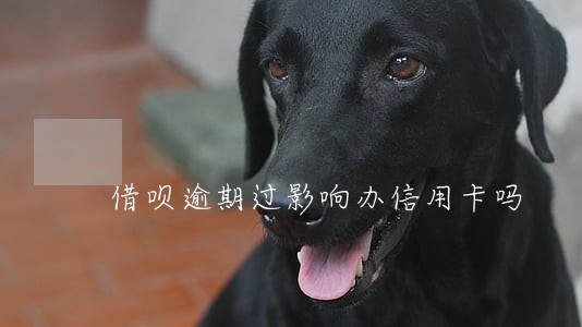 借呗逾期过影响办信用卡吗 借呗逾期过影响办信用卡吗