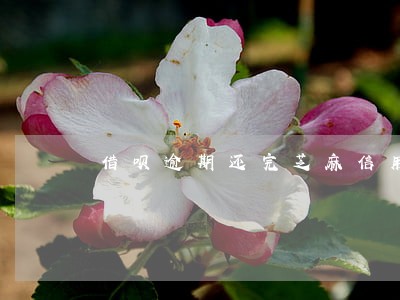 借呗逾期还完芝麻信用还能涨吗 借呗逾期还完芝麻信用还能涨吗