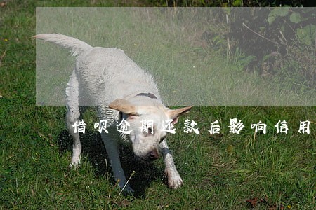 借呗逾期还款后影响信用吗