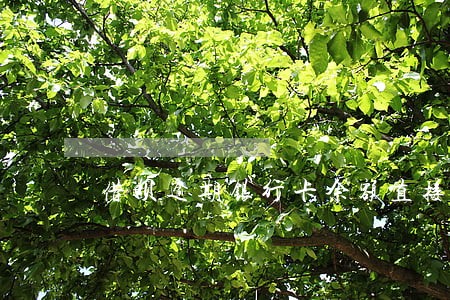 借呗逾期银行卡余额直接被扣走 借呗逾期银行卡余额直接被扣走