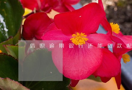 借呗逾期银行还能贷款呢 借呗逾期银行还能贷款呢