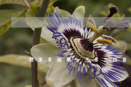 借多多逾期一天多久恢复信用额度 借多多逾期一天多久恢复信用额度