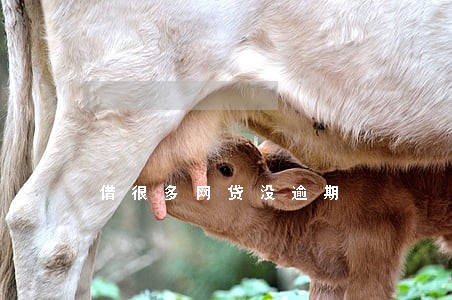 借很多网贷没逾期