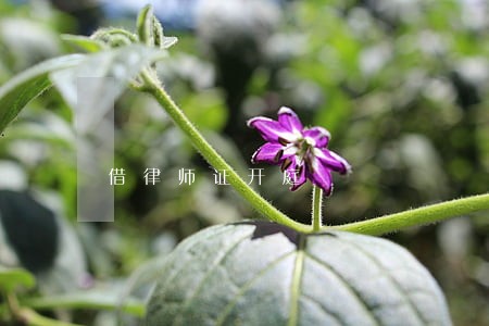 借律师证开庭 借律师证开庭
