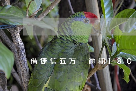 借捷信五万一逾期180天没还 借捷信五万一逾期180天没还