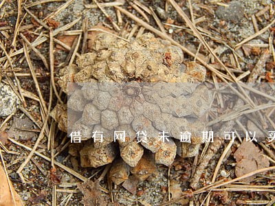 借有网贷未逾期可以买车吗 借有网贷未逾期可以买车吗