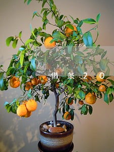 借条2000逾期会上门吗 借条2000逾期会上门吗