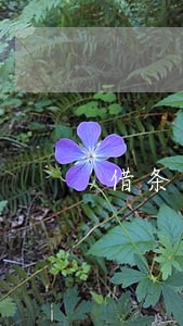 借条上的私章是否有法律效力 借条上的私章是否有法律效力