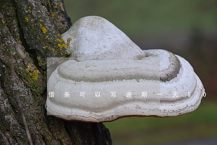 借条可以写逾期一天50块钱吗 借条可以写逾期一天50块钱吗