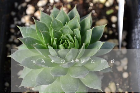 借条有没有诉讼时效 借条有没有诉讼时效