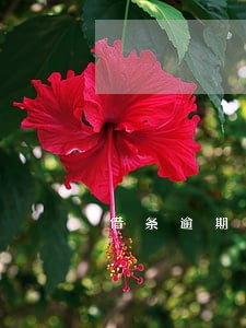 借条逾期4年了 借条逾期4年了