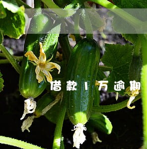 借款1万逾期15倍 借款1万逾期15倍