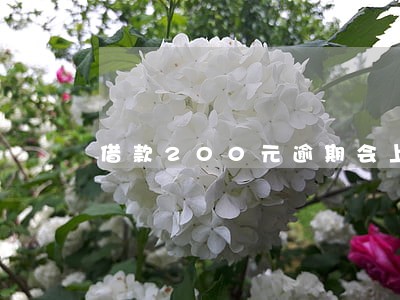 借款200元逾期会上法庭不 借款200元逾期会上法庭不