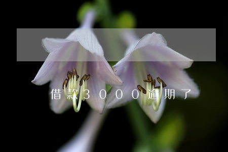 借款3000逾期了