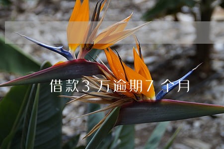 借款3万逾期7个月 借款3万逾期7个月